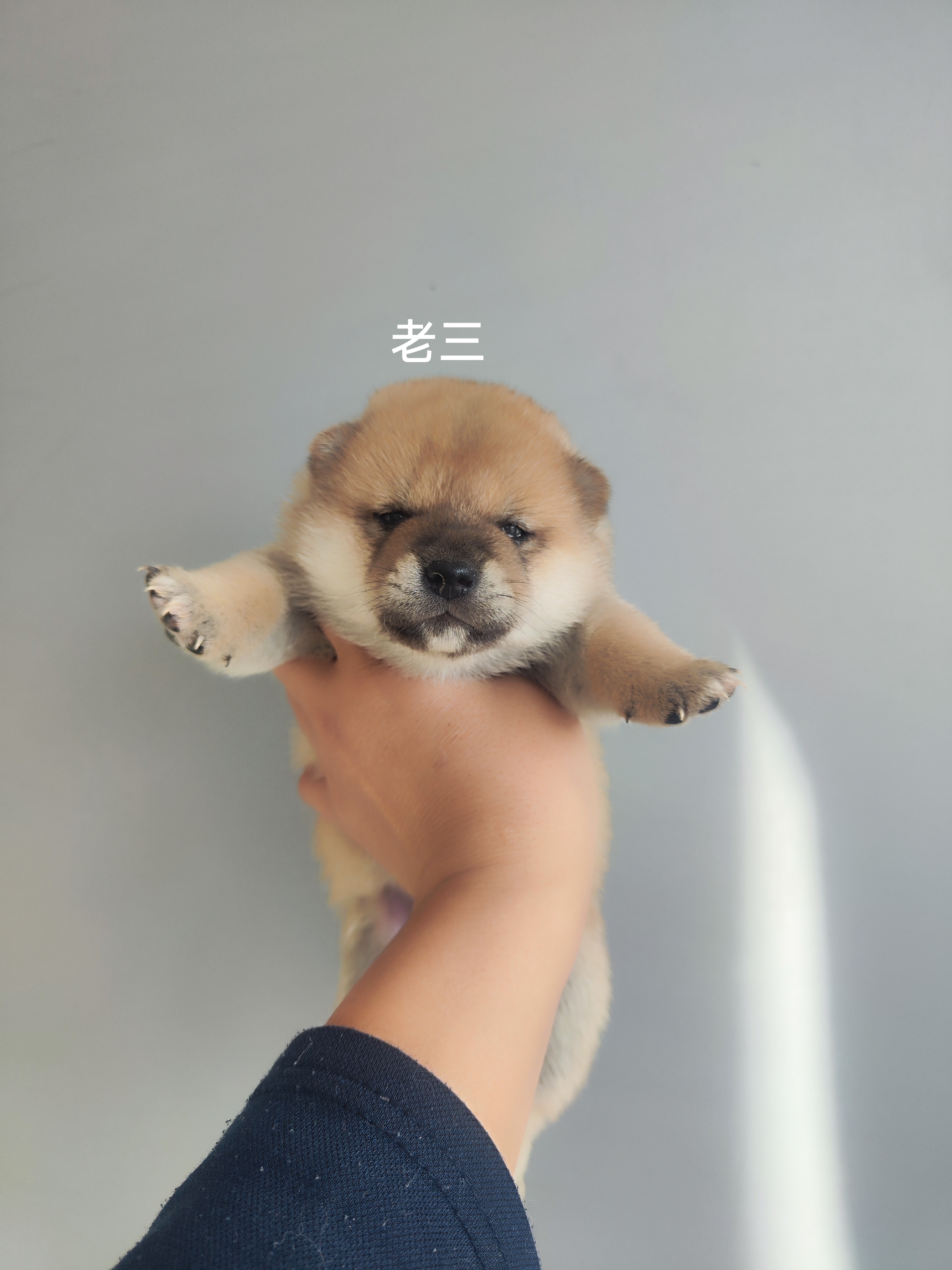 自家繁育精品柴犬，健康保障。